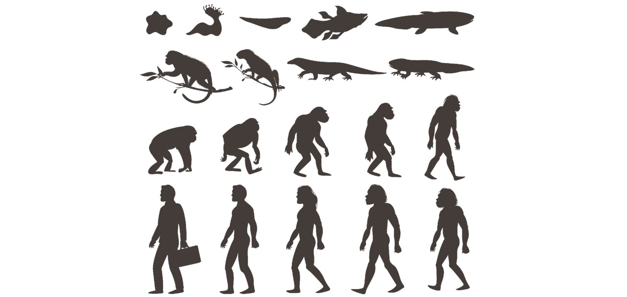 Illustration comparing biological evolution with human development